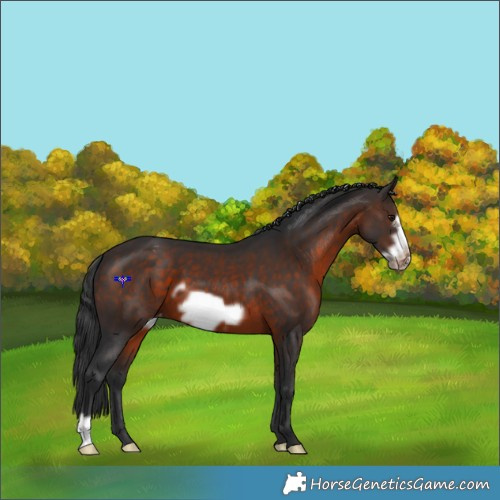 Horse Color:Brown Frame Appaloosa 