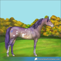 Horse Color:Watercolor White Spotted Chocolate Brown Dun Tobiano