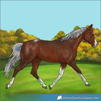 Horse Color:Silver Brown Sabino Splash Tobiano 