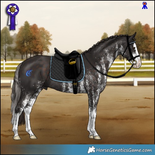 Horse Color:White Spotted Liver Chestnut Splash Rabicano 