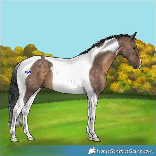 Horse Color:Brown Dun Tobiano 