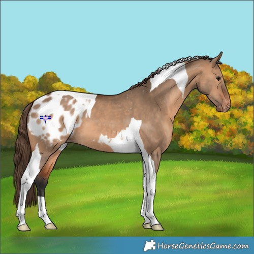 Horse Color:Bay Dun Tobiano Appaloosa 