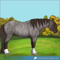 Horse Color:Liver Red Roan Rabicano 