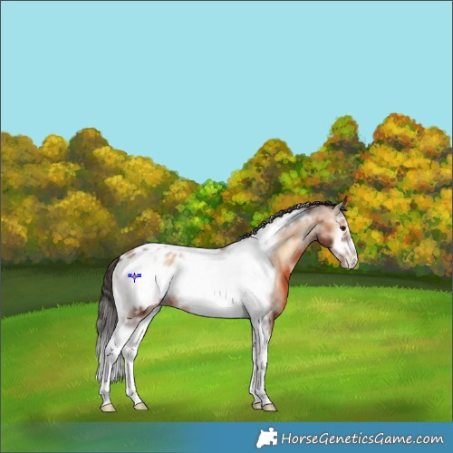 Horse Color:Bay Onyx Sabino Tobiano Frame Appaloosa Rabicano 
