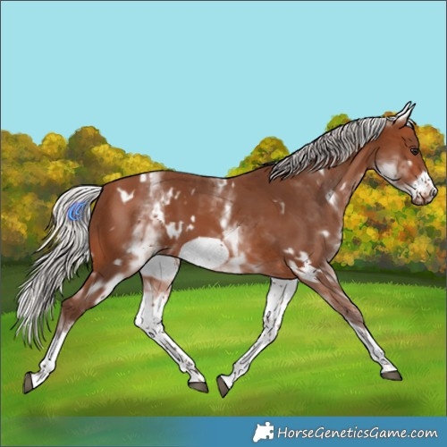 Horse Color:White Spotted Silver Brown Frame 