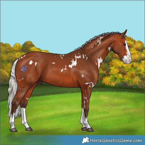 Horse Color:White Spotted Silver Bay Splash 
