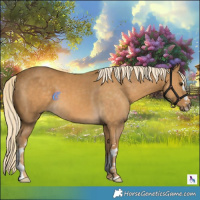 Horse Color:White Spotted Palomino
