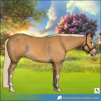 Horse Color:White Spotted Palomino