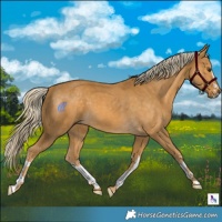 Horse Color:White Spotted Palomino 