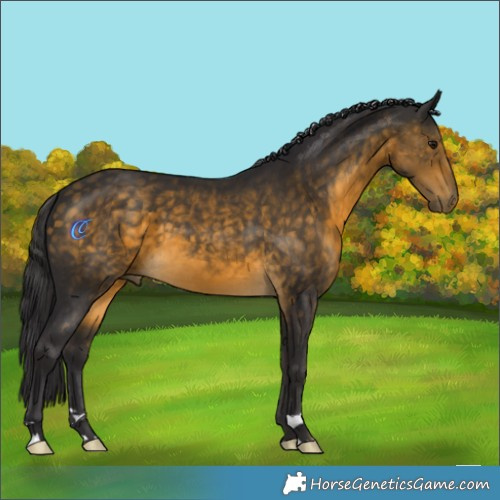Horse Color:Buckskin 
