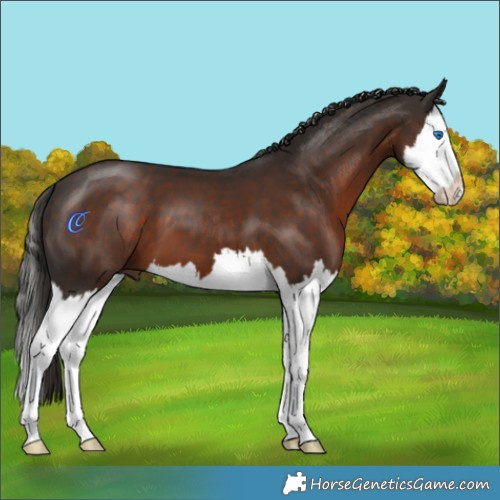 Horse Color:Liver Chestnut Splash 