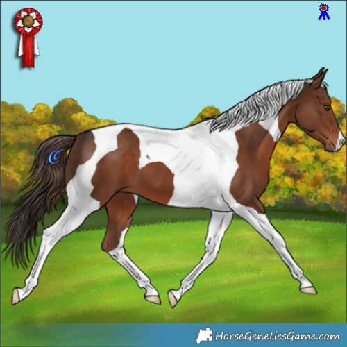 Horse Color:Liver Chestnut Tobiano 