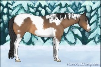 Horse Color:Buckskin Tobiano Frame 
