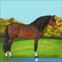 Horse Color:Bay 
