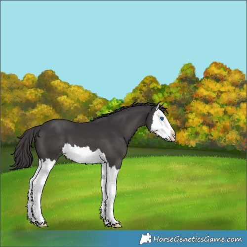 Horse Color:Smoky Black Splash 