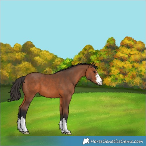 Horse Color:Bay 