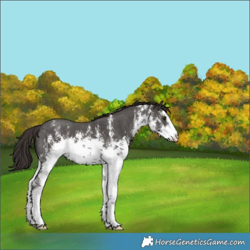 Horse Color:White Spotted Liver Chestnut Sabino 