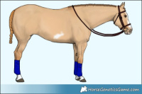 Horse Color:Red Dun Splash Frame 