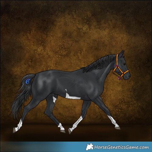 Horse Color:Black Tobiano 
