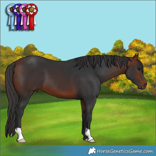 Horse Color:Bay 