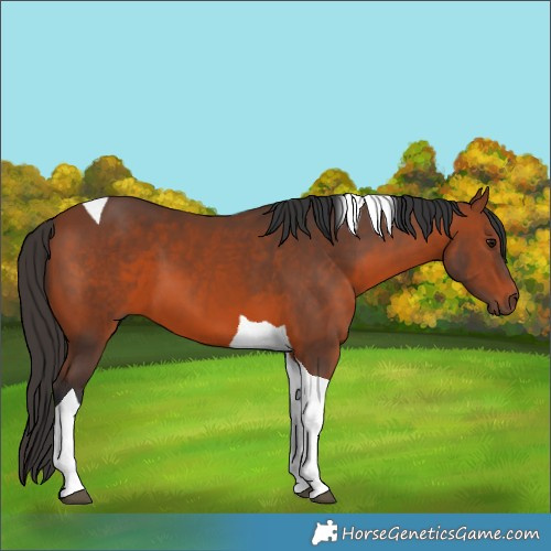 Horse Color:Bay Tobiano 