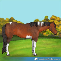 Horse Color:Bay Tobiano 