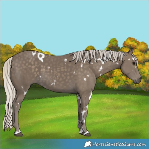 Horse Color:White Spotted Silver Smoky Black
