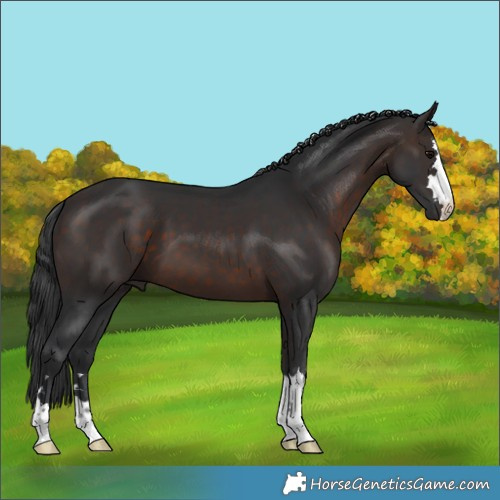 Horse Color:Brown 
