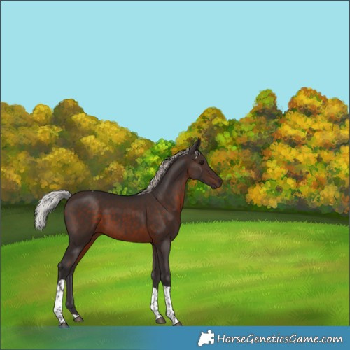 Horse Color:Silver Brown Tobiano 