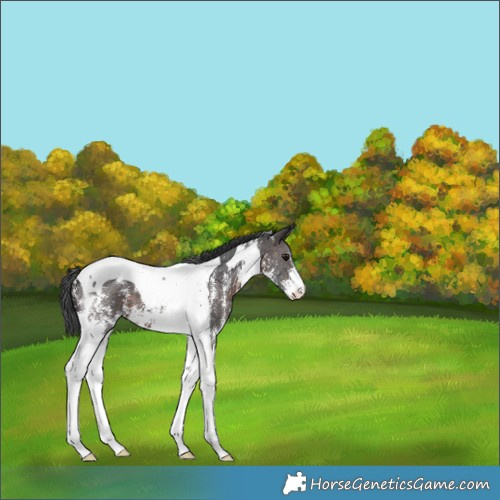 Horse Color:Brown Sabino Tobiano 