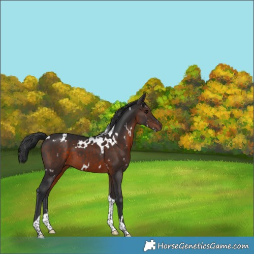 Horse Color:White Spotted Brown Tobiano 