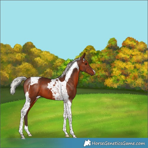 Horse Color:Silver Brown Tobiano 