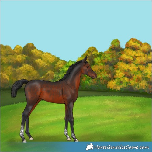 Horse Color:Brown Tobiano 