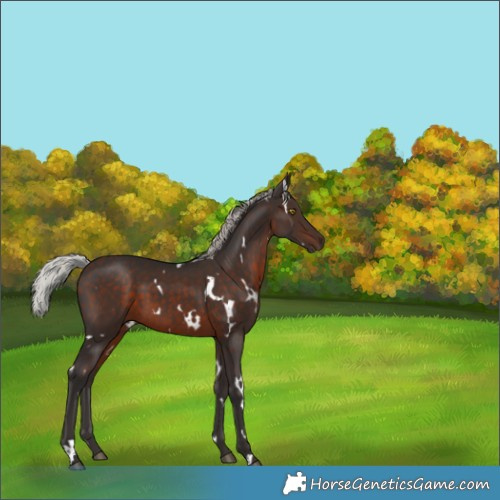 Horse Color:White Spotted Silver Brown 