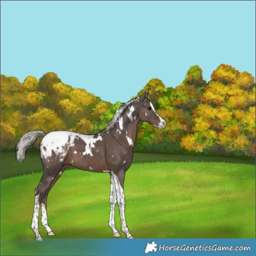Horse Color:White Spotted Silver Black Splash Tobiano Varnish 