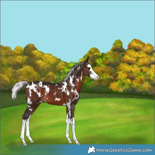 Horse Color:White Spotted Silver Brown Splash 