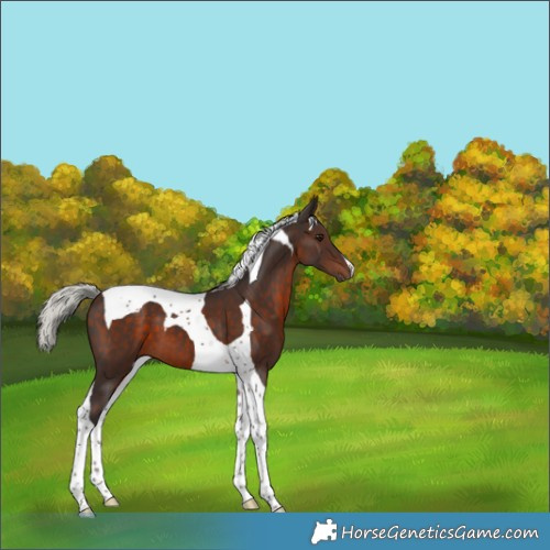 Horse Color:Silver Brown Tobiano 