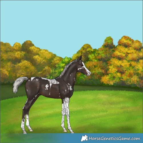 Horse Color:White Spotted Silver Brown Splash Tobiano 