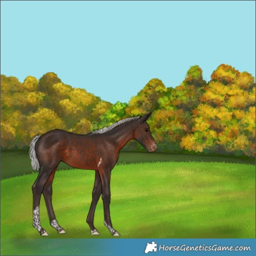 Horse Color:Silver Brown Tobiano Appaloosa 