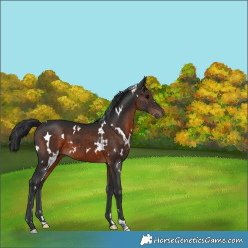 Horse Color:White Spotted Brown 