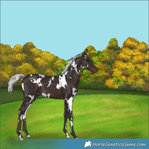 Horse Color:White Spotted Silver Brown 