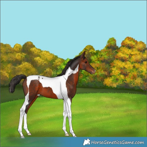 Horse Color:Bay Tobiano Appaloosa 