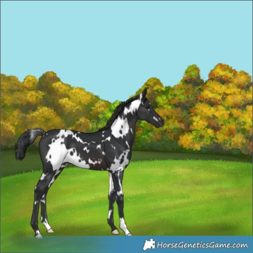 Horse Color:White Spotted Brown 