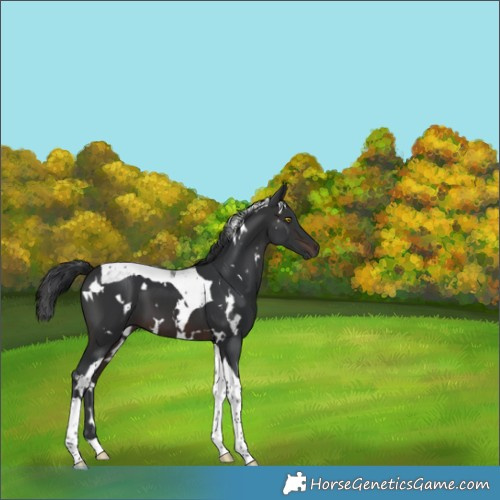 Horse Color:White Spotted Brown Tobiano 