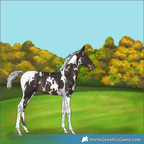Horse Color:White Spotted Silver Brown Tobiano Rabicano 