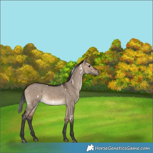 Horse Color:White Spotted Brown Dun Rabicano 