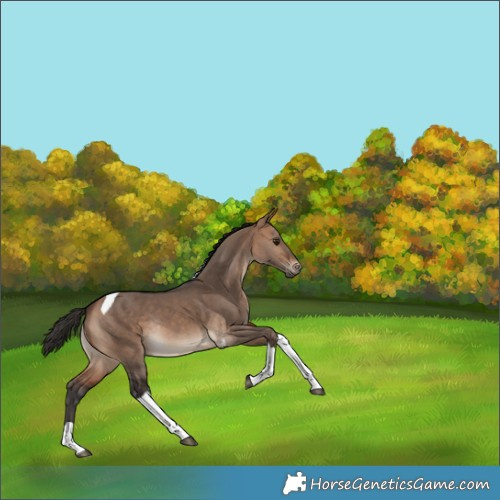 Horse Color:Bay Dun Tobiano Rabicano 