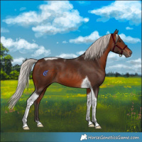 Horse Color:Silver Brown Tobiano 
