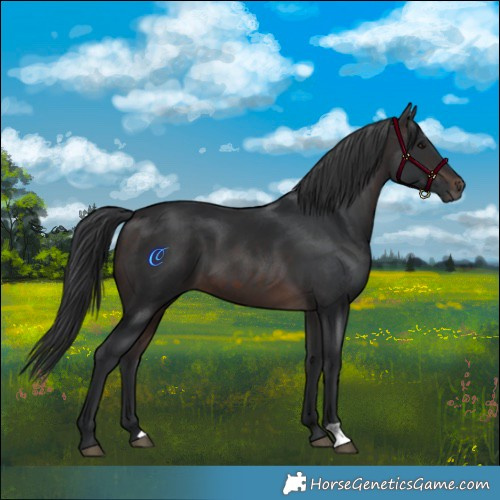 Horse Color:Brown 