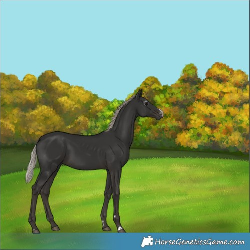 Horse Color:Gray Silver Black 